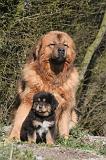 DOGUE DU TIBET 573